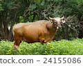 Red gaur standing on field 24155086