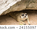 Meerkats or Suricate looking relaxing in cave 24155097
