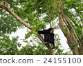 Siamang on tree.   24155100