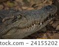Closeup head Caiman crocodile 24155202
