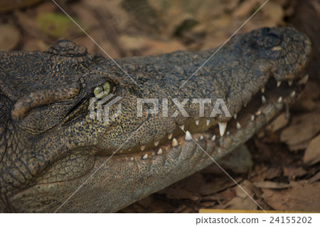 Closeup head Caiman crocodile Closeup head Caiman crocodile 24155202