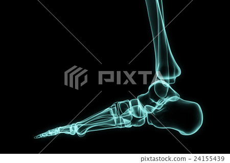 3D illustration of X-ray foot. 24155439