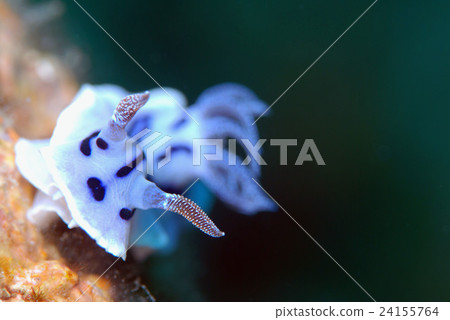 Nuushi Nuushi 24155764