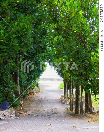 Bise Namiki Street in Okinawa Headquarters Town 24155859