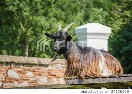 Goat on a estate farm at castle Schloss Hof Goat on a estate farm at castle Schloss Hof 24156359