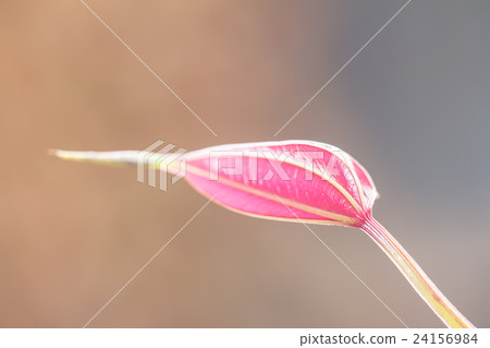 Leaves, red Leaves, red 24156984