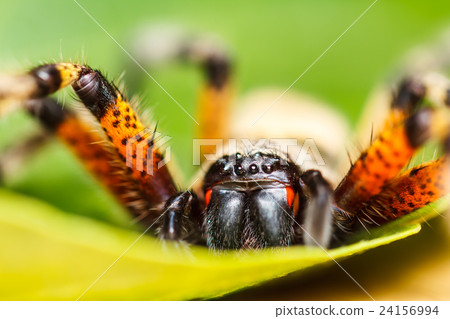 Spider on green leaf Spider on green leaf 24156994