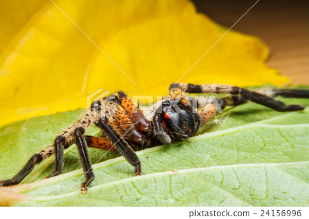 Spider on green leaf 24156996