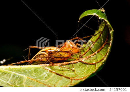 Jumping spider on green leaf Jumping spider on green leaf 24157001