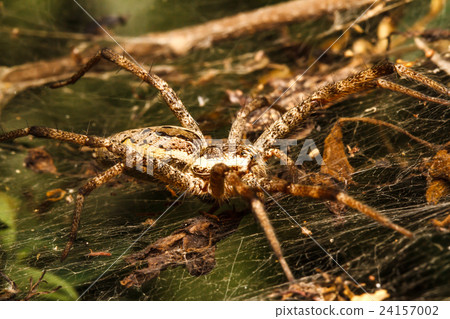 Wolf spider is resting on the net 24157002