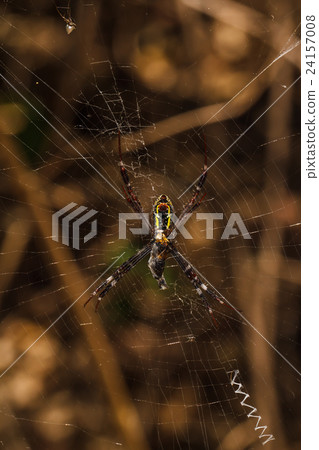 Stock Photo: Spider on the web