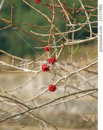 Sunny cutter (red fruit) 24157966