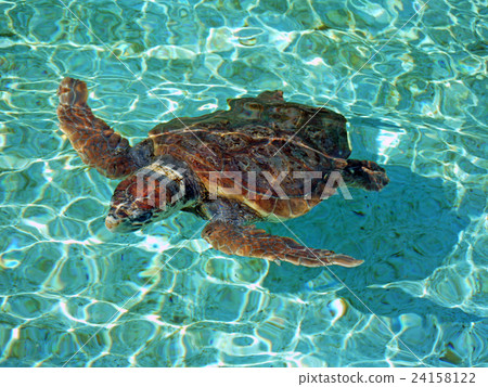 Loggerhead turtle Loggerhead turtle 24158122