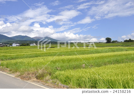 Rural landscape Rural landscape 24158216