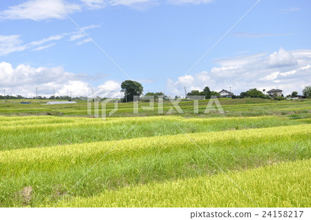 Rural landscape 24158217