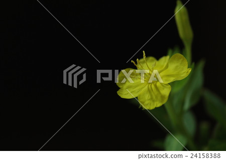 Natural plants Lemur bee, recently heard 'Evening Primrose Oil' is said to be taken from this flower seed 24158388