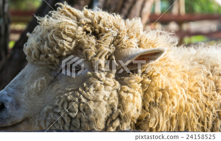 Up of sheep 24158525
