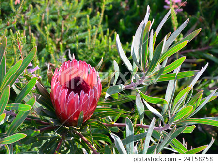 Pink and red protea flower, Australia 24158758