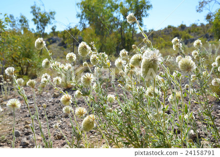 Fluffy Feather heads (Ptilotus), outback Australia Fluffy Feather heads (Ptilotus), outback Australia 24158791
