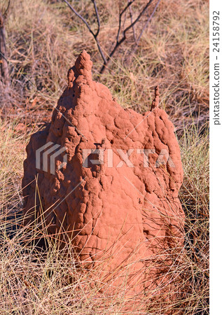 Termite mound in Outback Australia 24158792