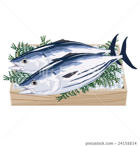 Bonito bonito illustration 24158814