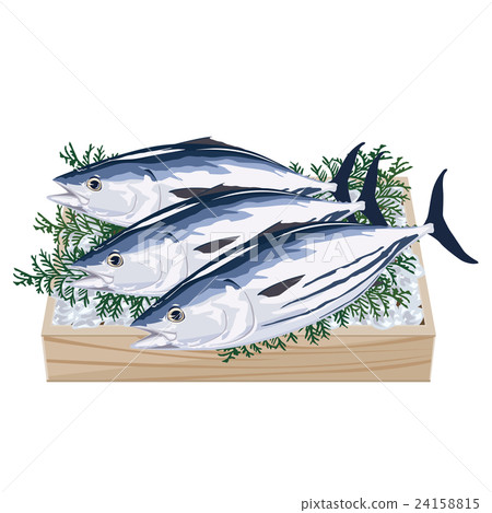 Bonito bonito illustration 24158815
