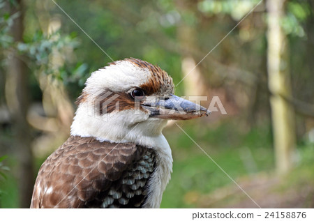 Australian Laughing Kookaburra 24158876
