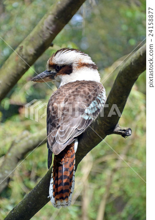 Australian Laughing Kookaburra in tree 24158877