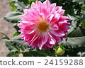 Dahlia 24159288