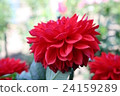 Dahlia 24159289