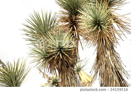 Saguaro National Park, USA.. 24159516