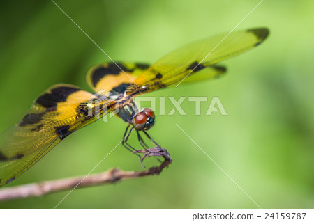Resting yellow-black dragonfly Resting yellow-black dragonfly 24159787