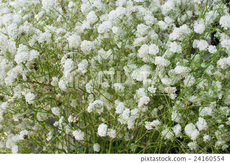 White small gypsophila flowers background White small gypsophila flowers background 24160554