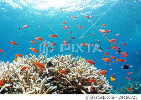 Flock of coral and acne snail 24160725