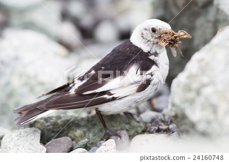 Plectrophenax nivalis in breeding plumage, Iceland Plectrophenax nivalis in breeding plumage, Iceland 24160748