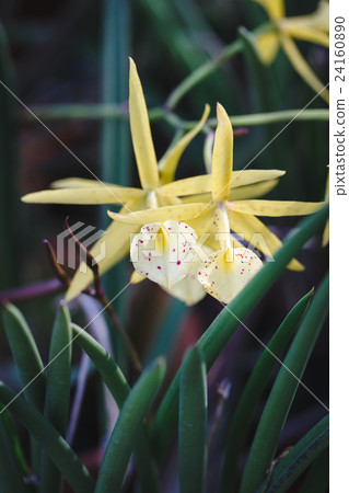 Orange Orchids Flower 24160890