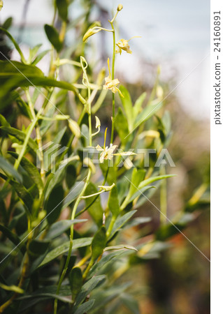 Orange Orchids Flower Orange Orchids Flower 24160891