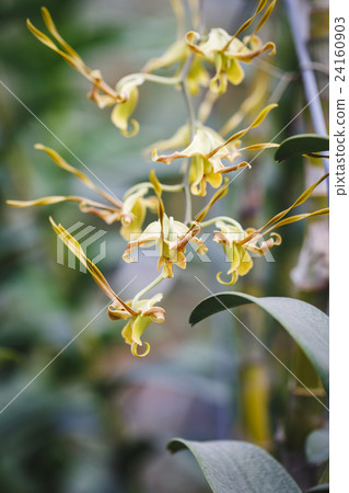 Orange Orchids Flower Orange Orchids Flower 24160903