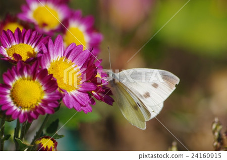 Monsieur root stopping at the red kikuchi flower 24160915