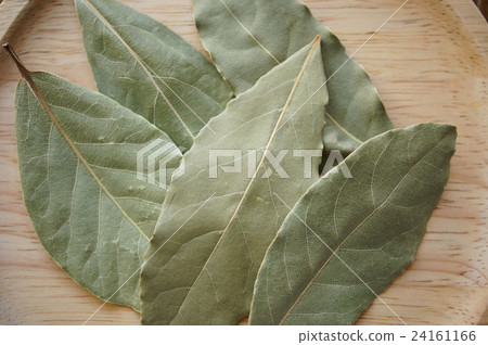 Laurier Laurier 24161166