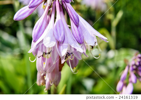 Hosta flower blooming in the garden Hosta flower blooming in the garden 24161319