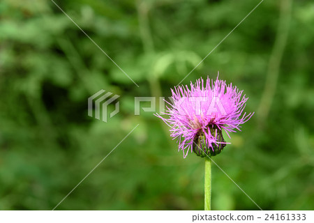 Centaurea jacea flower 24161333