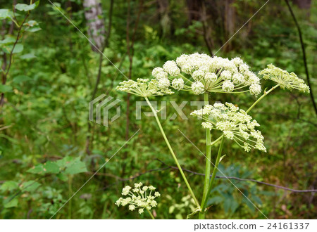 Archangelica in the forest Archangelica in the forest 24161337