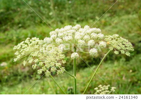 Archangelica in the forest 24161340