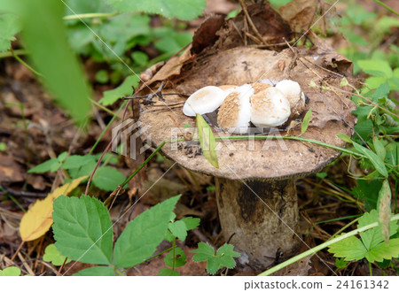 Small mushrooms growing on the pileus Small mushrooms growing on the pileus 24161342