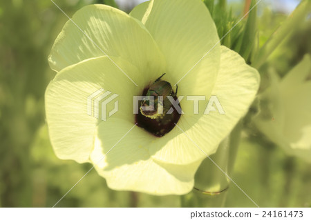 Plant Okra's Flower and Scarlet Beetle Plant Okra's Flower and Scarlet Beetle 24161473