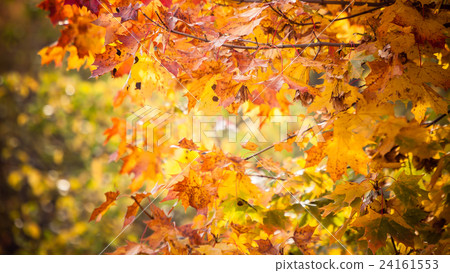 autumn leaves fall trees nature background autumn leaves fall trees nature background 24161553