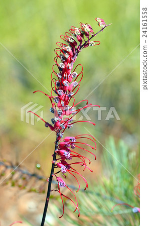 Australian Grevillea in outback Queensland 24161558