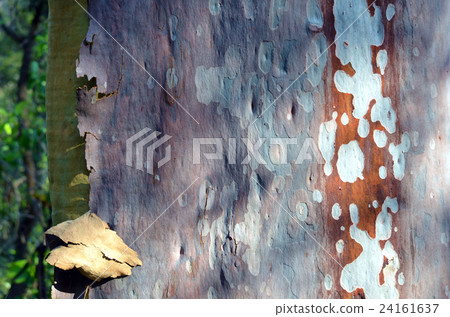 Colorful Australian gumtree (Eucalyptus) bark  24161637