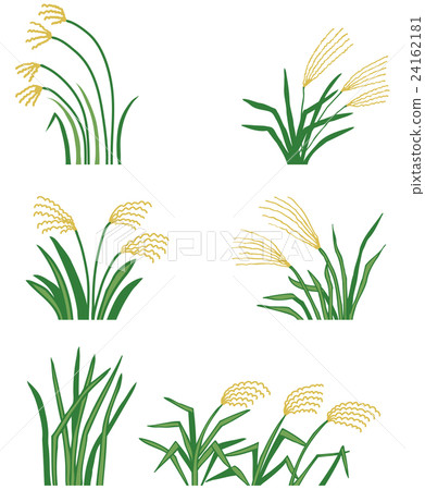 芒草 24162181